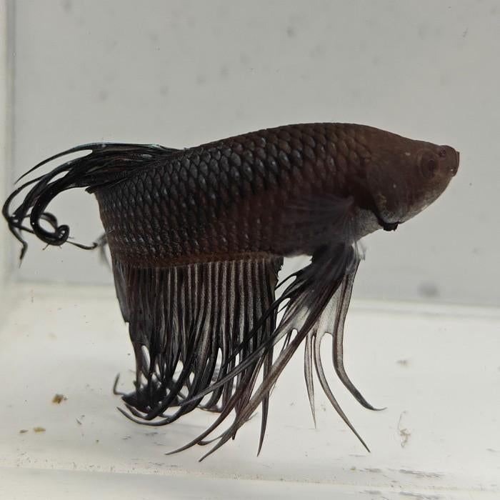Betta splendens man 56, Dieren en Toebehoren, Vis