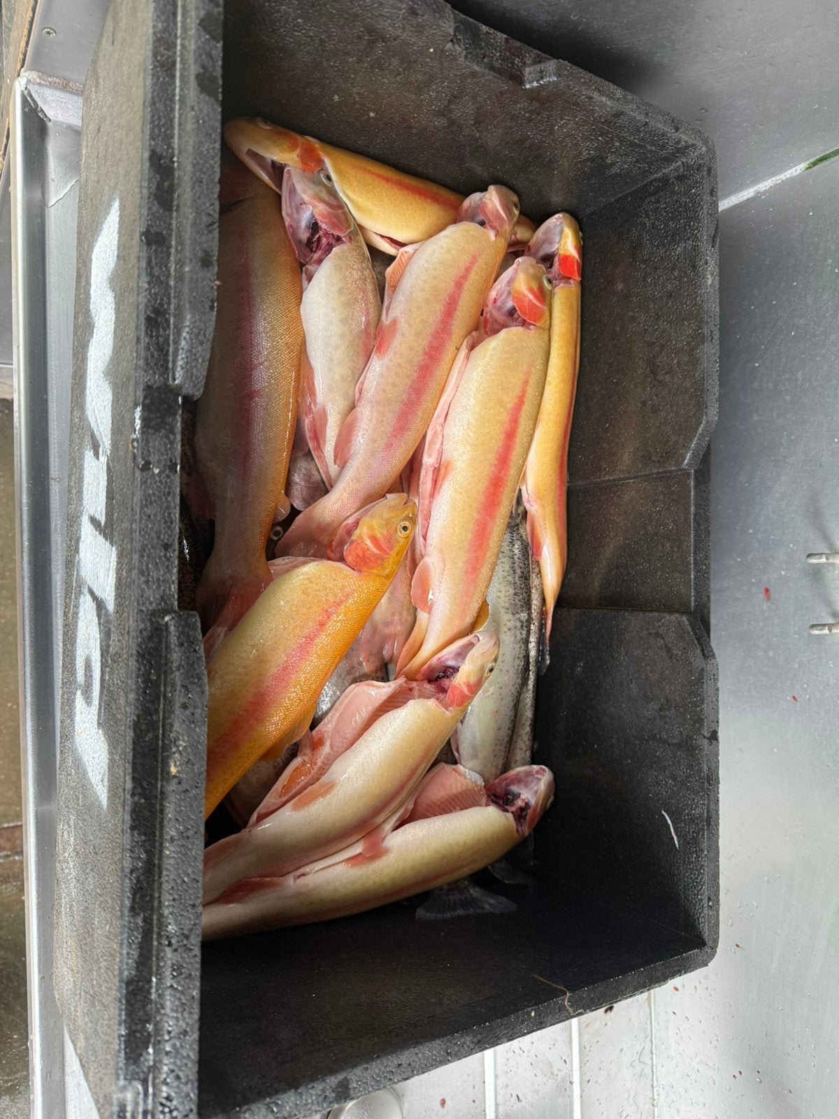 Verse forel, Ophalen, Nieuw, Overige typen