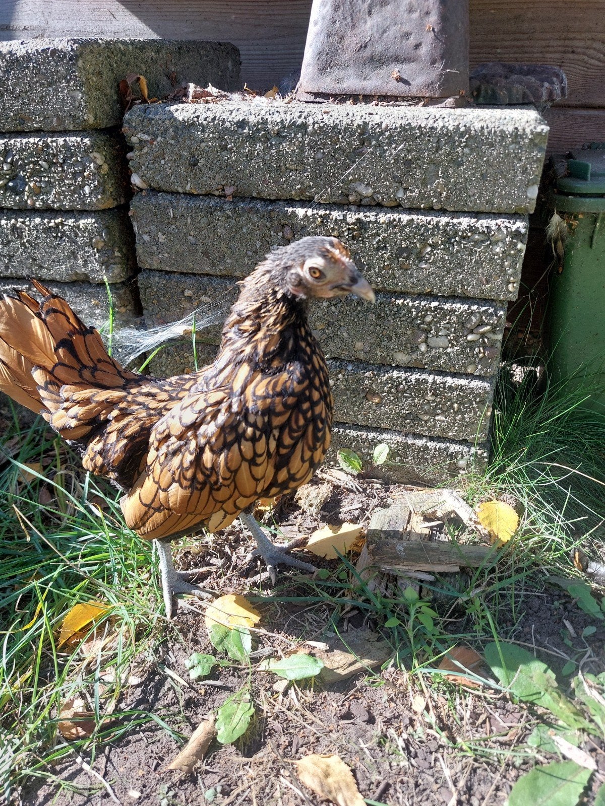 Sebright goud zwart gezoomd. 2 hennen 1 haan, Dieren en Toebehoren, Meerdere dieren, Kip
