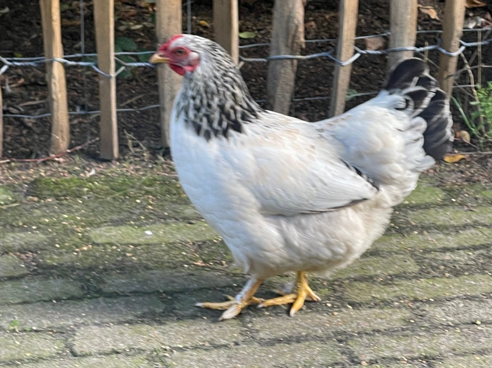 6 kippen in Veeningen -  leggen veel eieren - ophalen, Vrouwelijk, Kip
