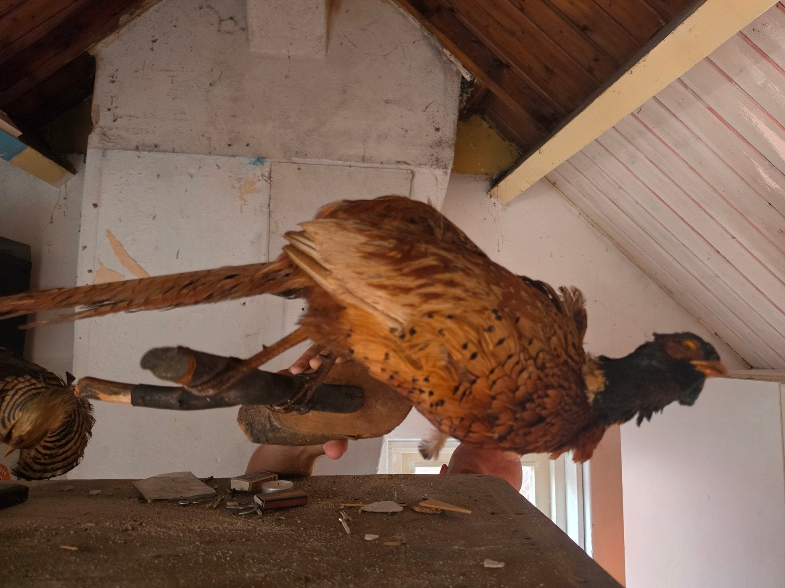 4 opgezette vogels: fazanten, meeuw en reiger, Verzamelen, Dierenverzamelingen, Ophalen of Verzenden