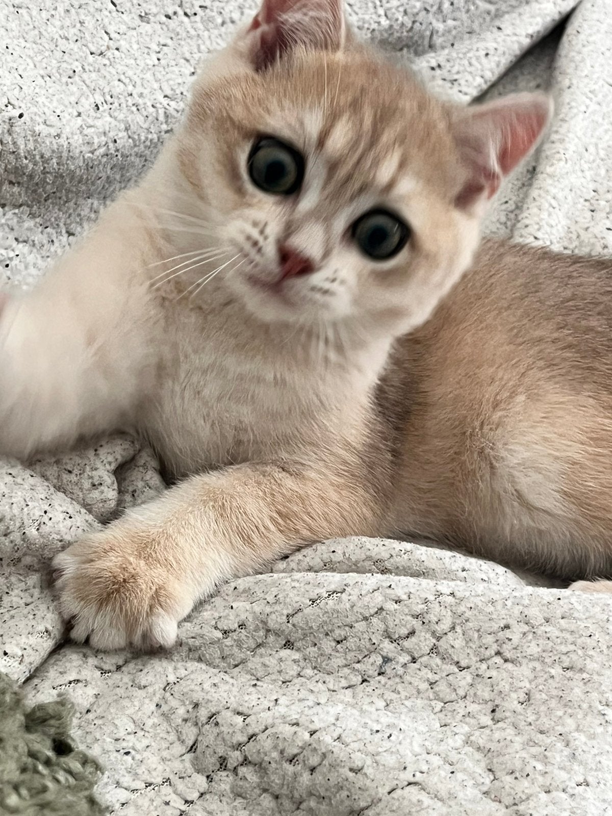 Britse korthaar kittens.1 katertje en een langhaar poesje ., Dieren en Toebehoren, Meerdere dieren, Ontwormd