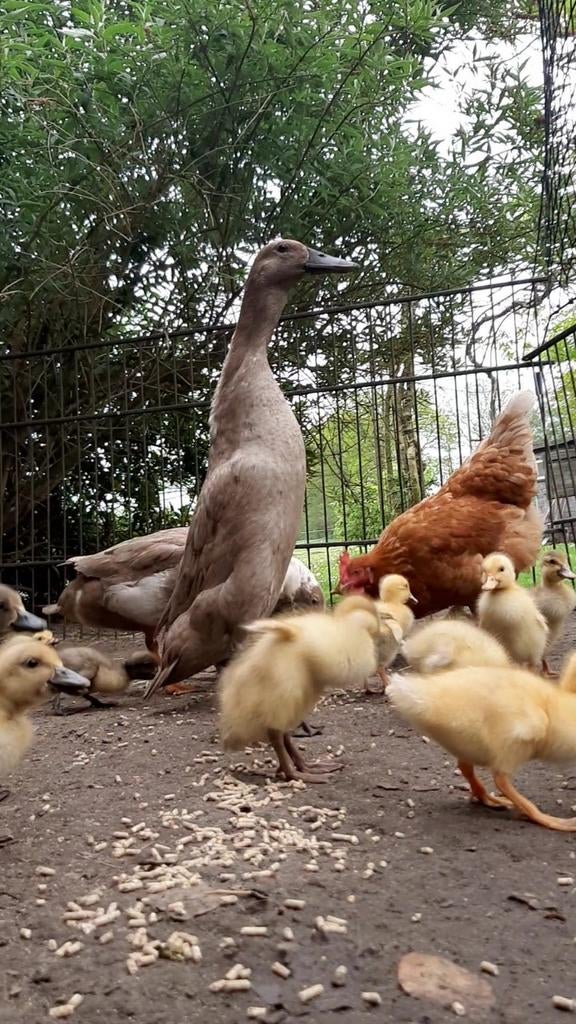 Fleseend loopeend kuikens kuikentjes, Dieren en Toebehoren, Meerdere dieren, Eend