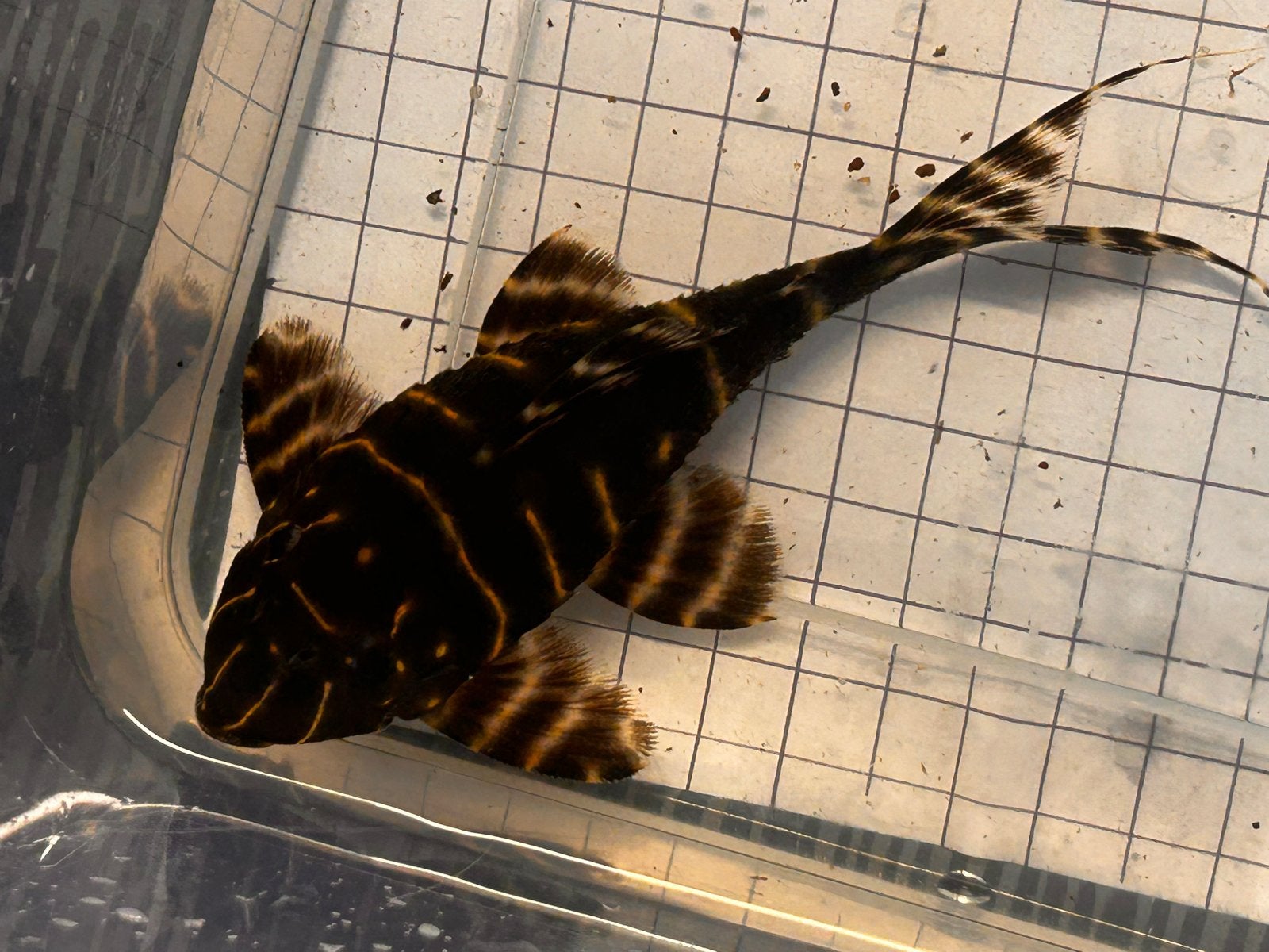 Panaqolus albivermis L204, Dieren en Toebehoren, Vis, Zoetwatervis