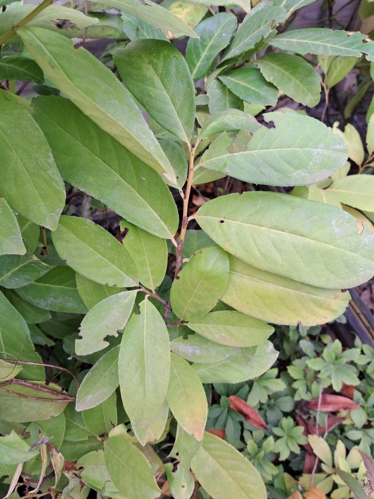 35 restplanten Portugese & Haaglaurier 150-225 cm, Ophalen, Laurier, Haag, 100 tot 250 cm