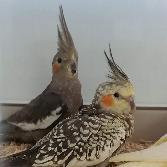 Nymphicus hollandicus, Meerdere dieren
