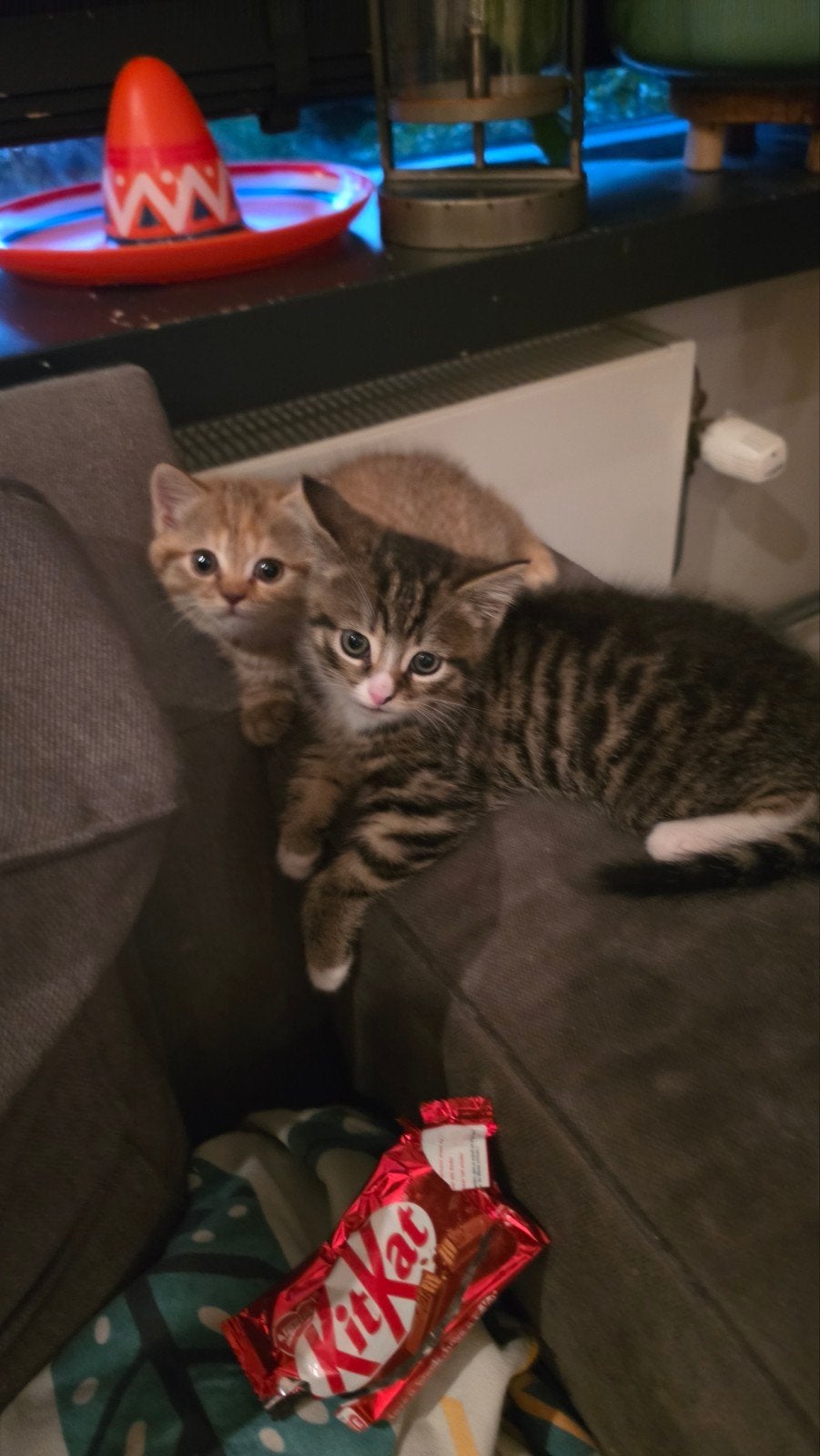Britse rode korthaar kitten vrouwtje, Dieren en Toebehoren, Katten en Kittens | Raskatten | Korthaar, Poes