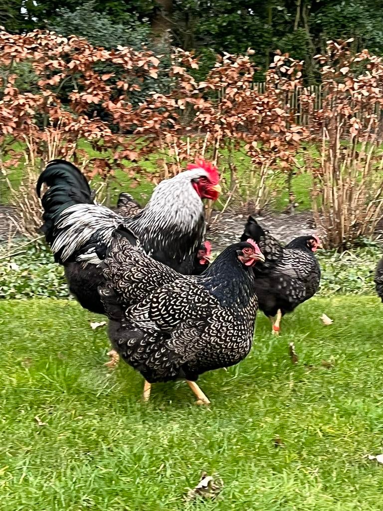 Barnevelder zilvergezoomd - hennen - 6 weken - groothoen, Dieren en Toebehoren, Pluimvee, Geslacht onbekend, Kip