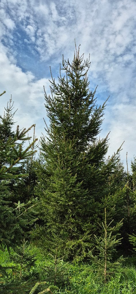 Grote Kerstbomen 5 tot circa 7 meter hoog, Volle zon, Vaste plant, Bloeit niet, Ophalen