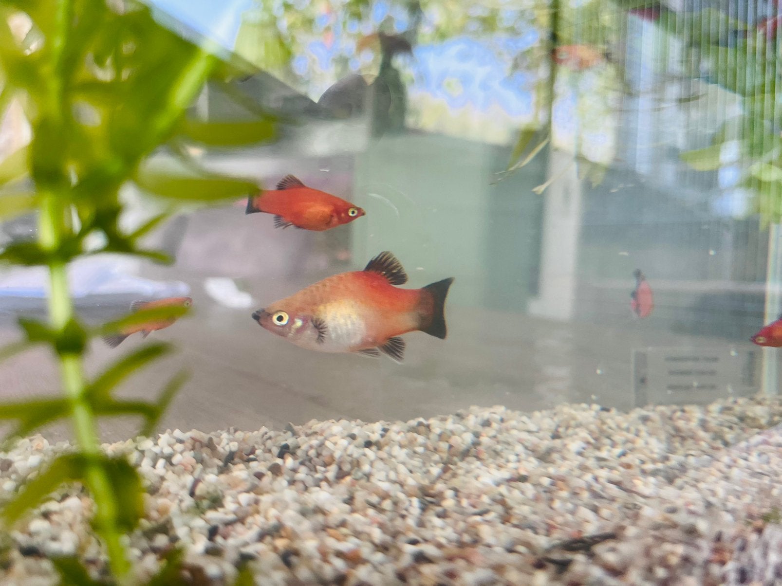 Platy’s oranje en rainbow, Vis