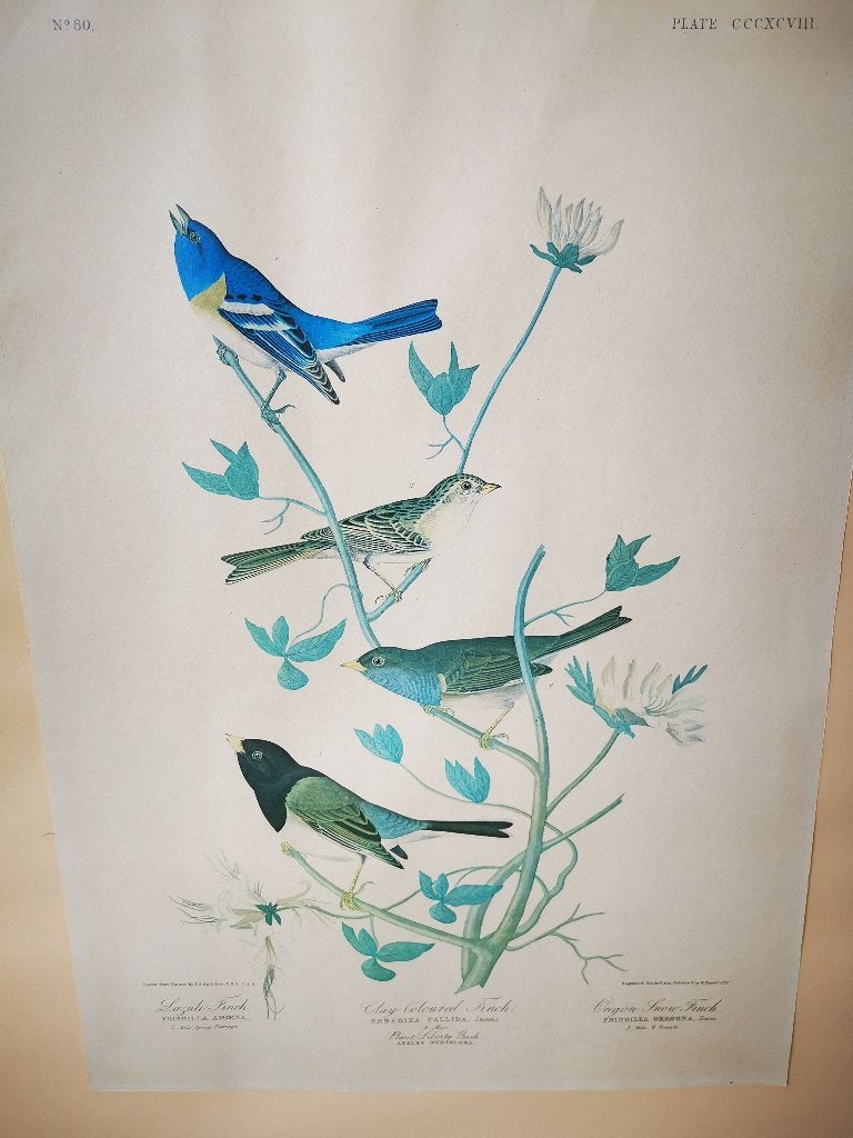 Prachtige Vogelprent poster J.J. Audubon Plate 398 vinken, Antiek en Kunst, Ophalen of Verzenden