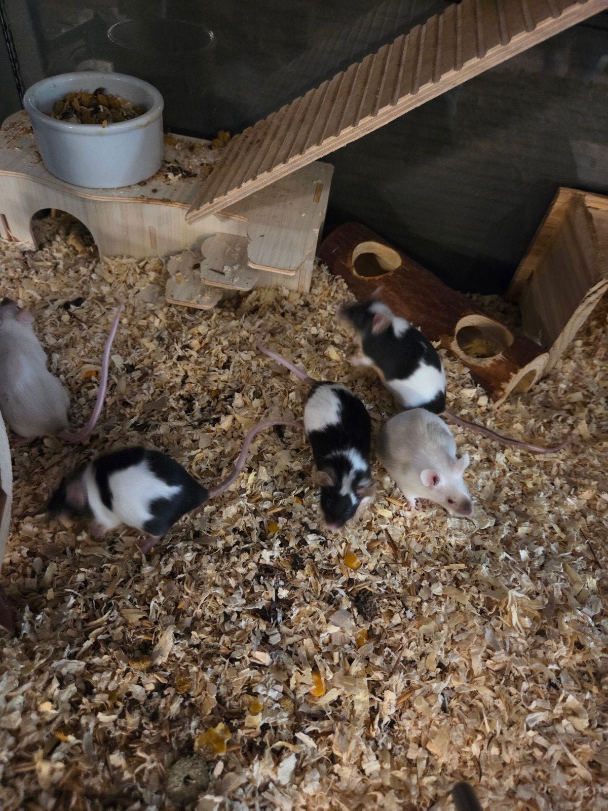 kleurmuizen, Dieren en Toebehoren, Maart, Muis, Vrouwelijk, Tam