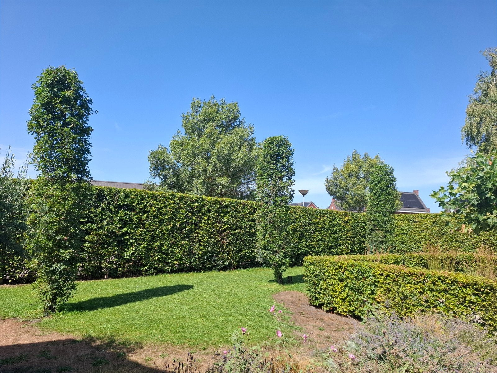3x Volwassen Sierpeer (Pyrus Chanticleer) – 6 meter, Tuin en Terras, Lente, Zuilboom, 400 cm of meer, Ophalen