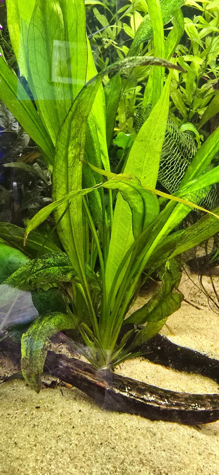 Aquariumplant zwaardplant stek echinodorus bleheri, Ophalen, Nieuw, Plant(en), Steen of Hout