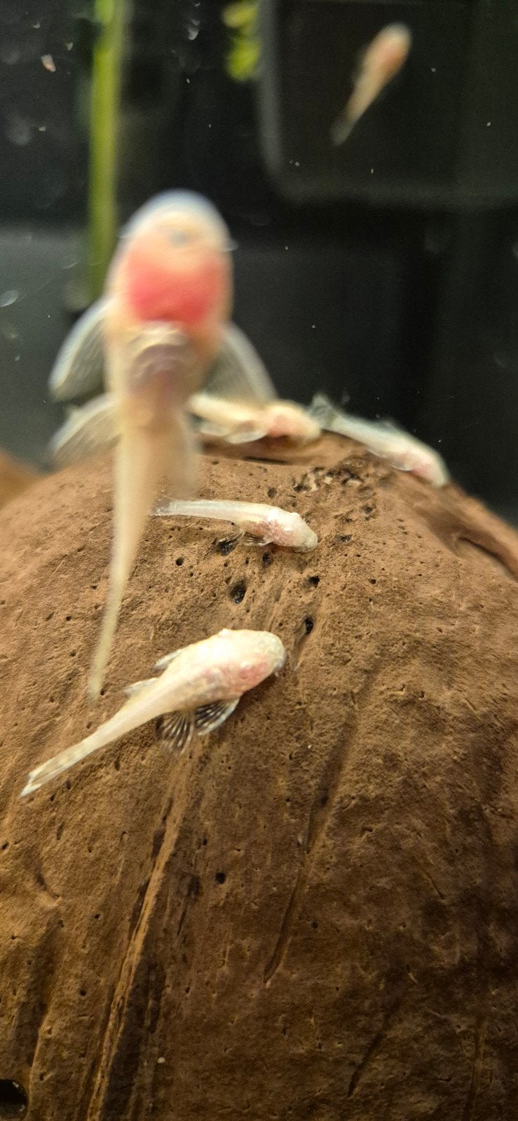 Albino ancistrussen, Dieren en Toebehoren, Vis