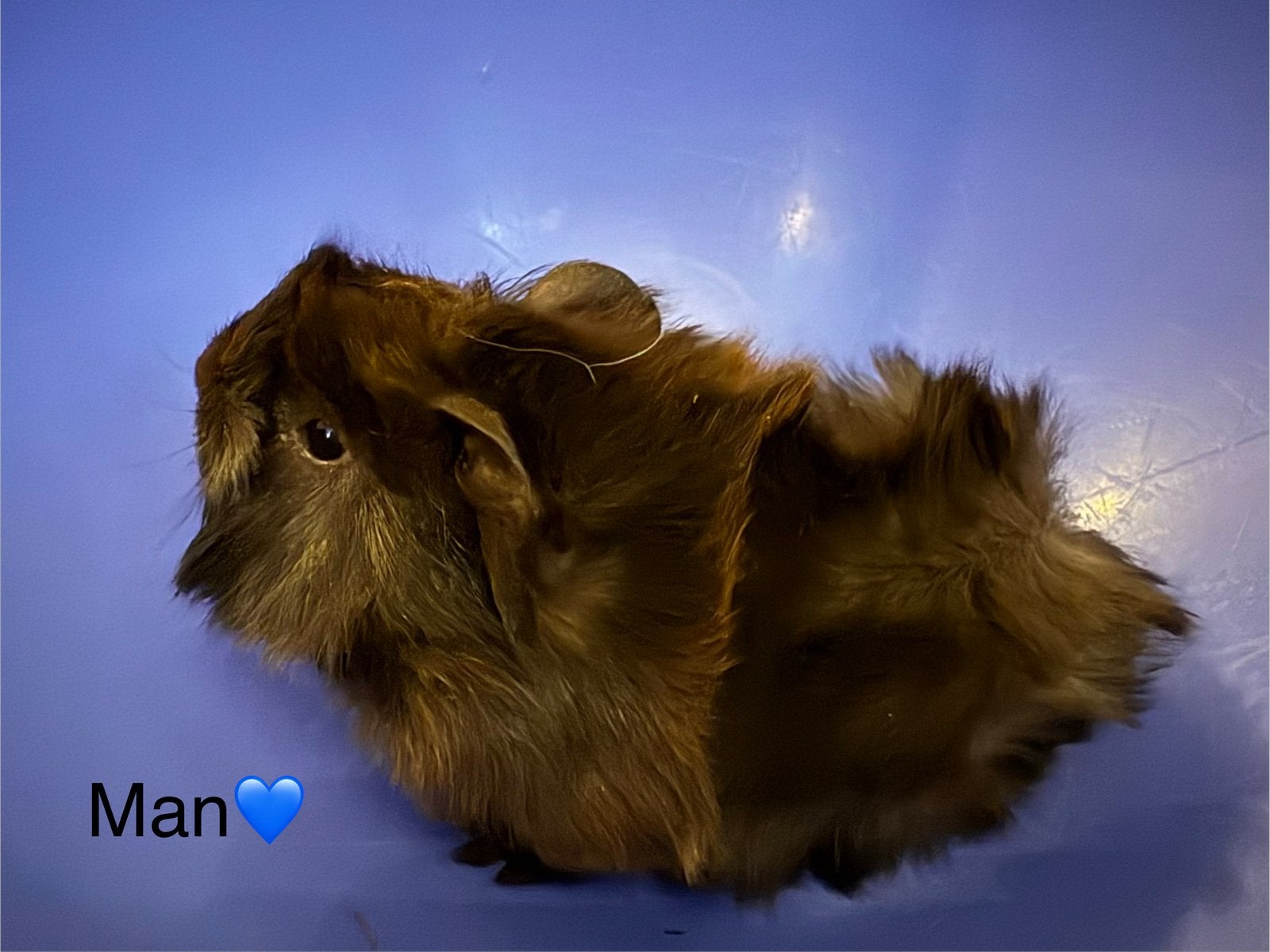 Perivuaan beer, Dieren en Toebehoren, Knaagdieren, Cavia, Mei, Meerdere dieren, Tam