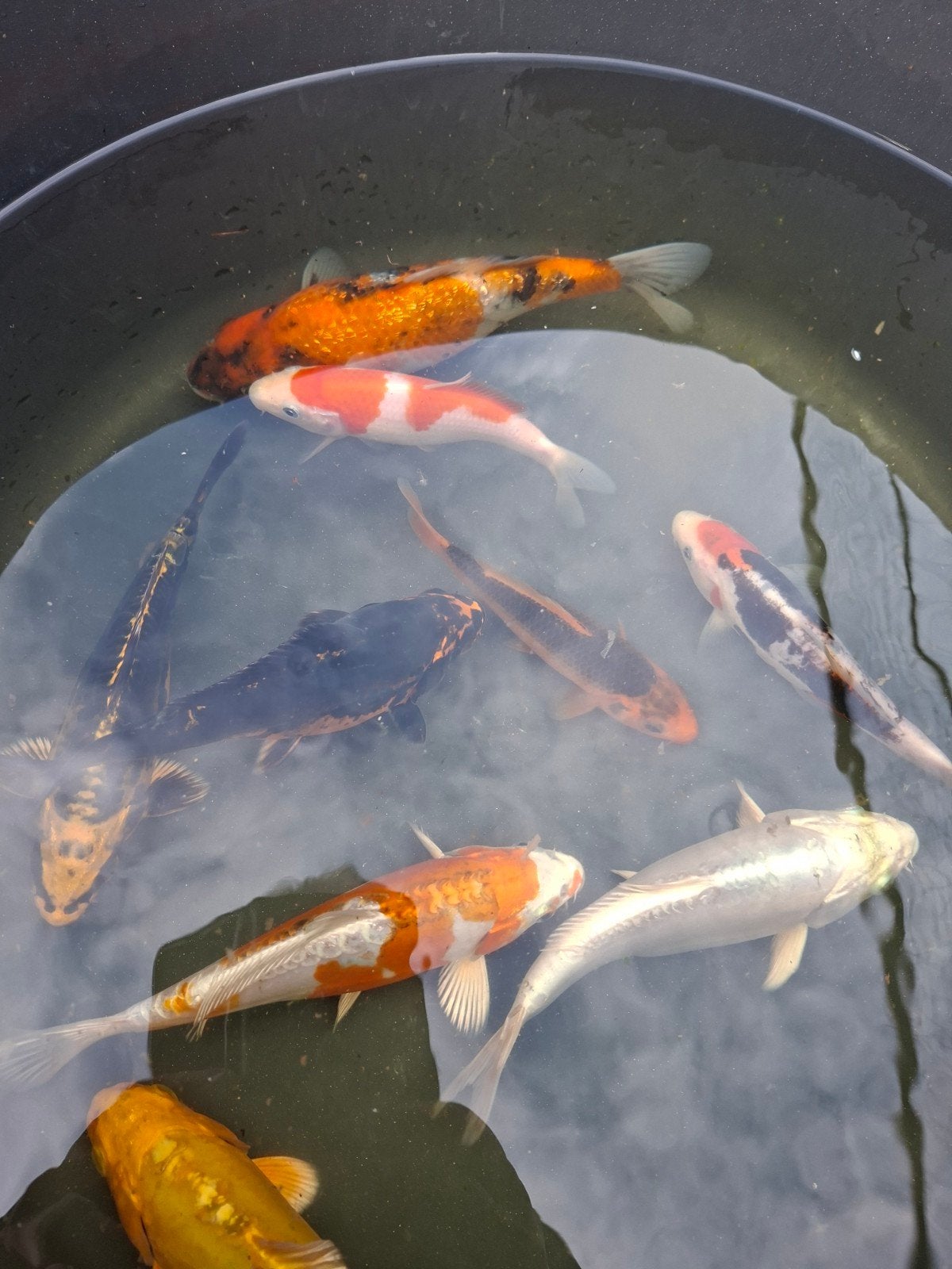 Te koop 9 koi karpers, Dieren en Toebehoren, Karper of Koi