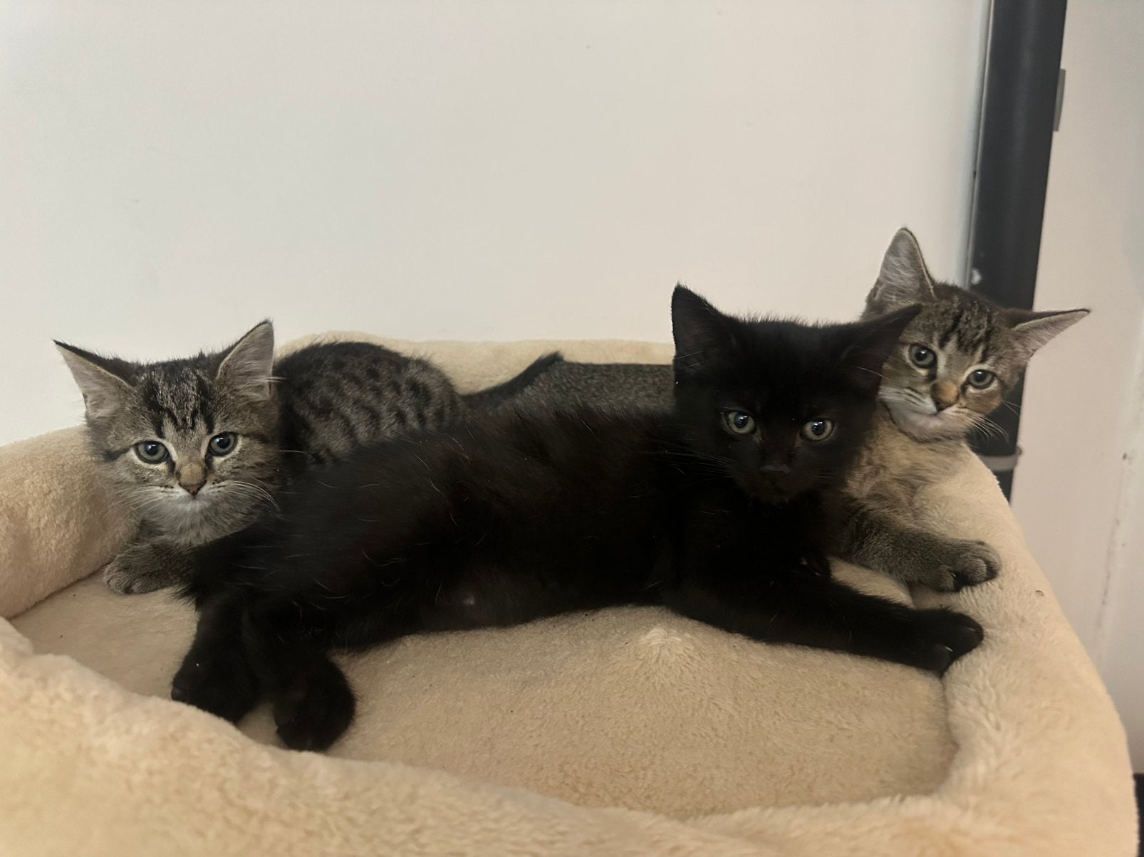 Britse kittens, Kater, 0 tot 2 jaar