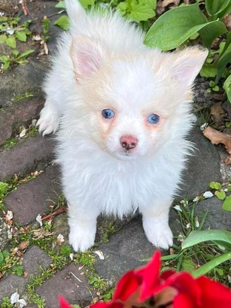 Pomchi pup 4 reutje 🐾💙 puppy pomeriaan x chihuahua, Reu, 8 tot 15 weken, Parvo, Eén hond