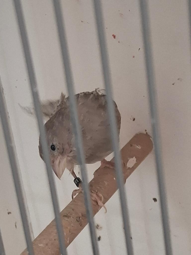 Te Koop Jasper Kanarie 2025, Meerdere dieren, Kleurkanarie