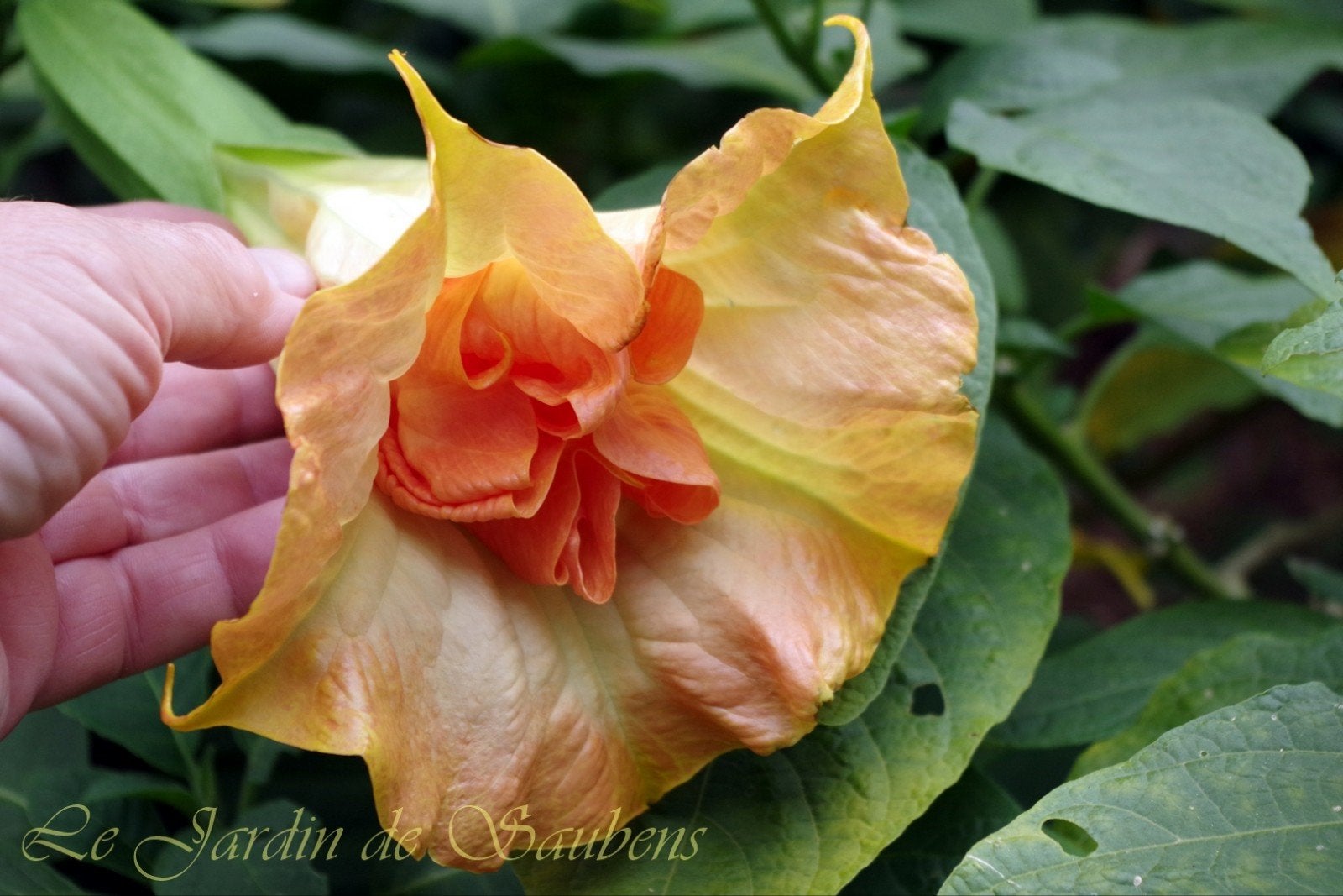Brugmansia SB Serge Kunakovitch - Grote dubbele bloemen, Volle zon, Eenjarig, Zomer, Ophalen