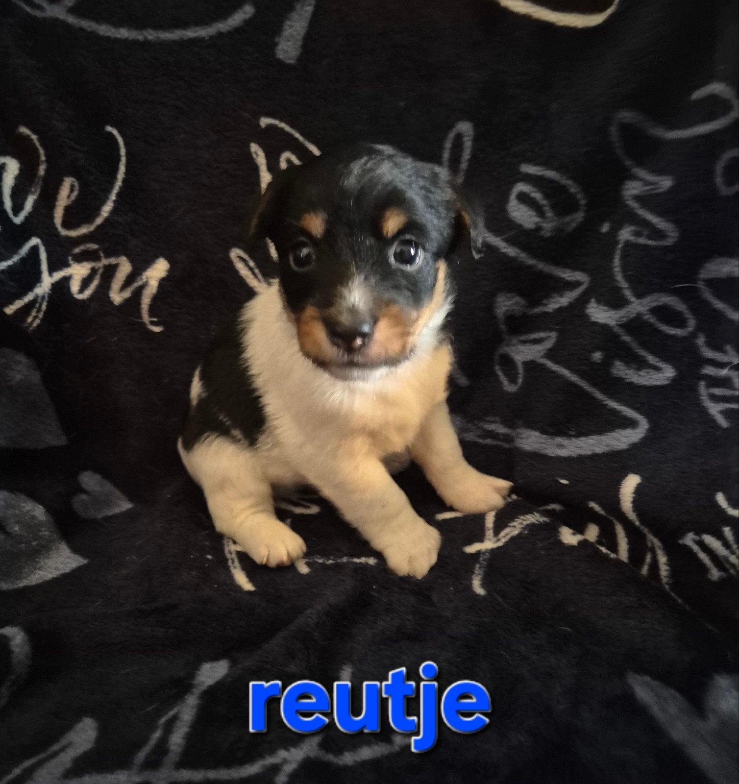 Prachtige jack russel pups puppys, Jack Russell Terriër, 8 tot 15 weken, Meerdere, Meerdere dieren