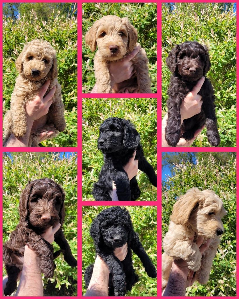 Available Gorgeous Australian Labradoodle Puppies <3, Parvo, België, Particulier, Overige rassen