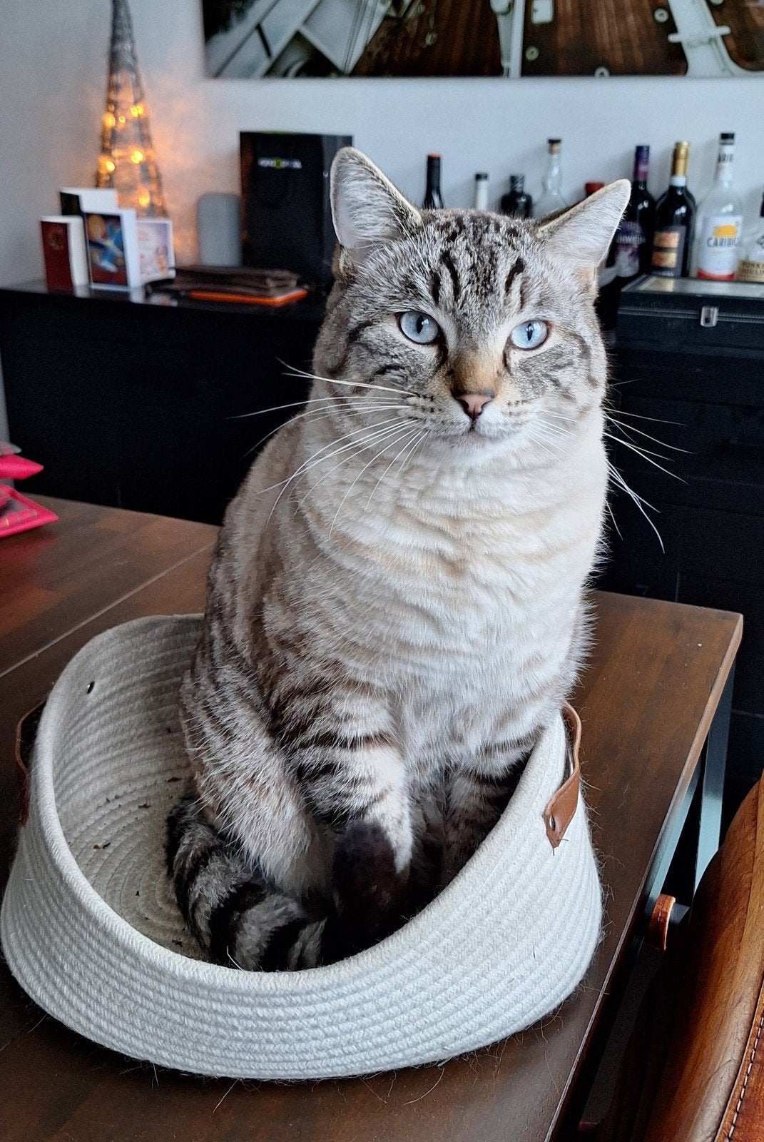 Vermiste kater Toto (Almere Haven), Kat