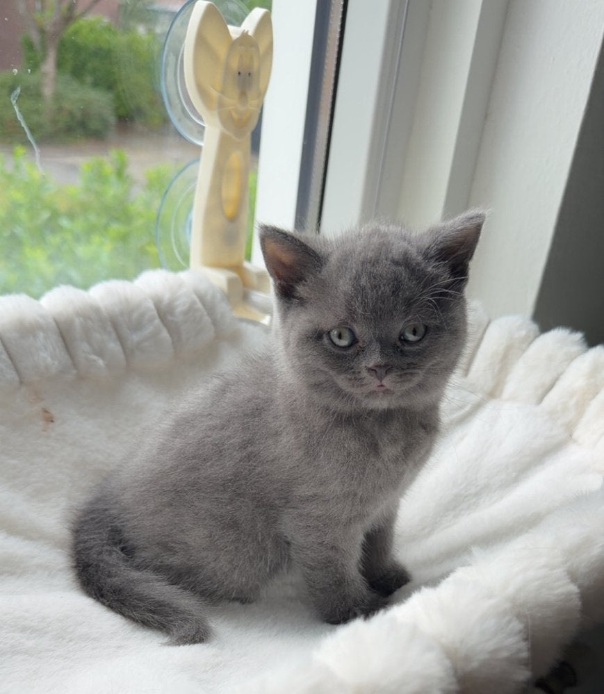 Raszuivere Britse korthaar kitten (kater), Ontwormd