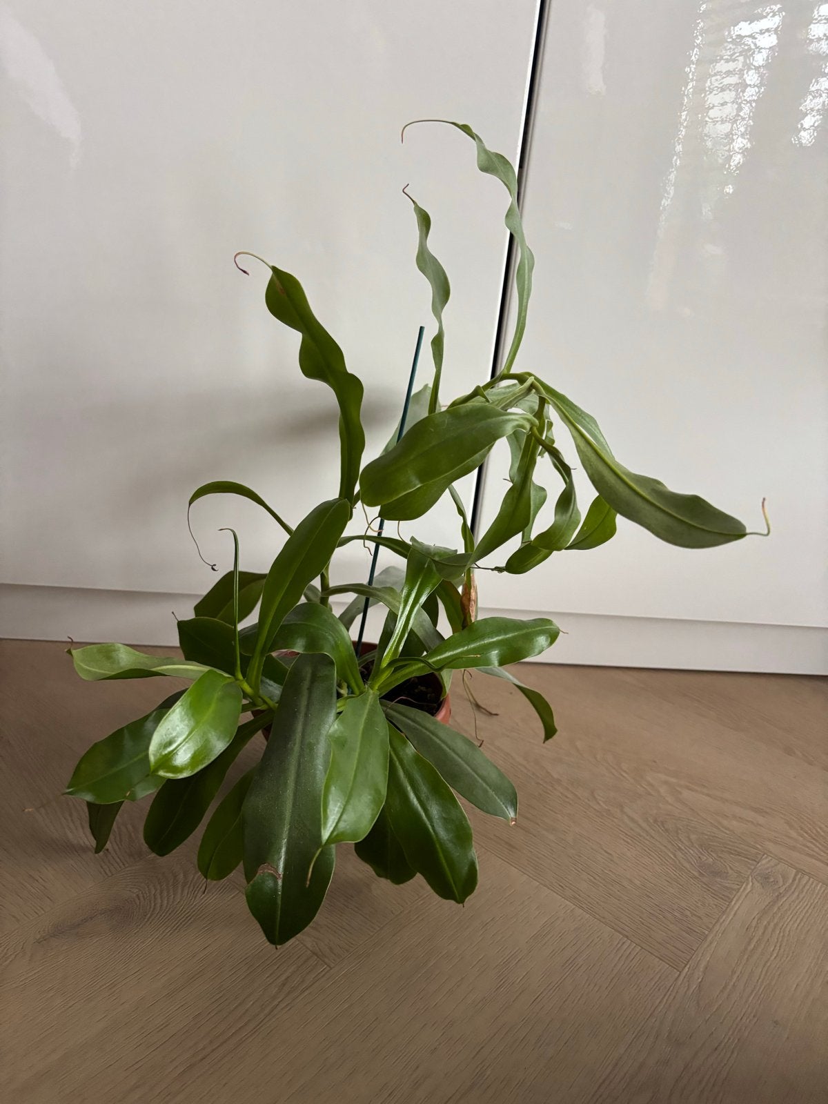 Nepenthes (Bekerplant / Kannenkruid) monkey jars, Overige soorten, In pot, Minder dan 100 cm, Groene kamerplant