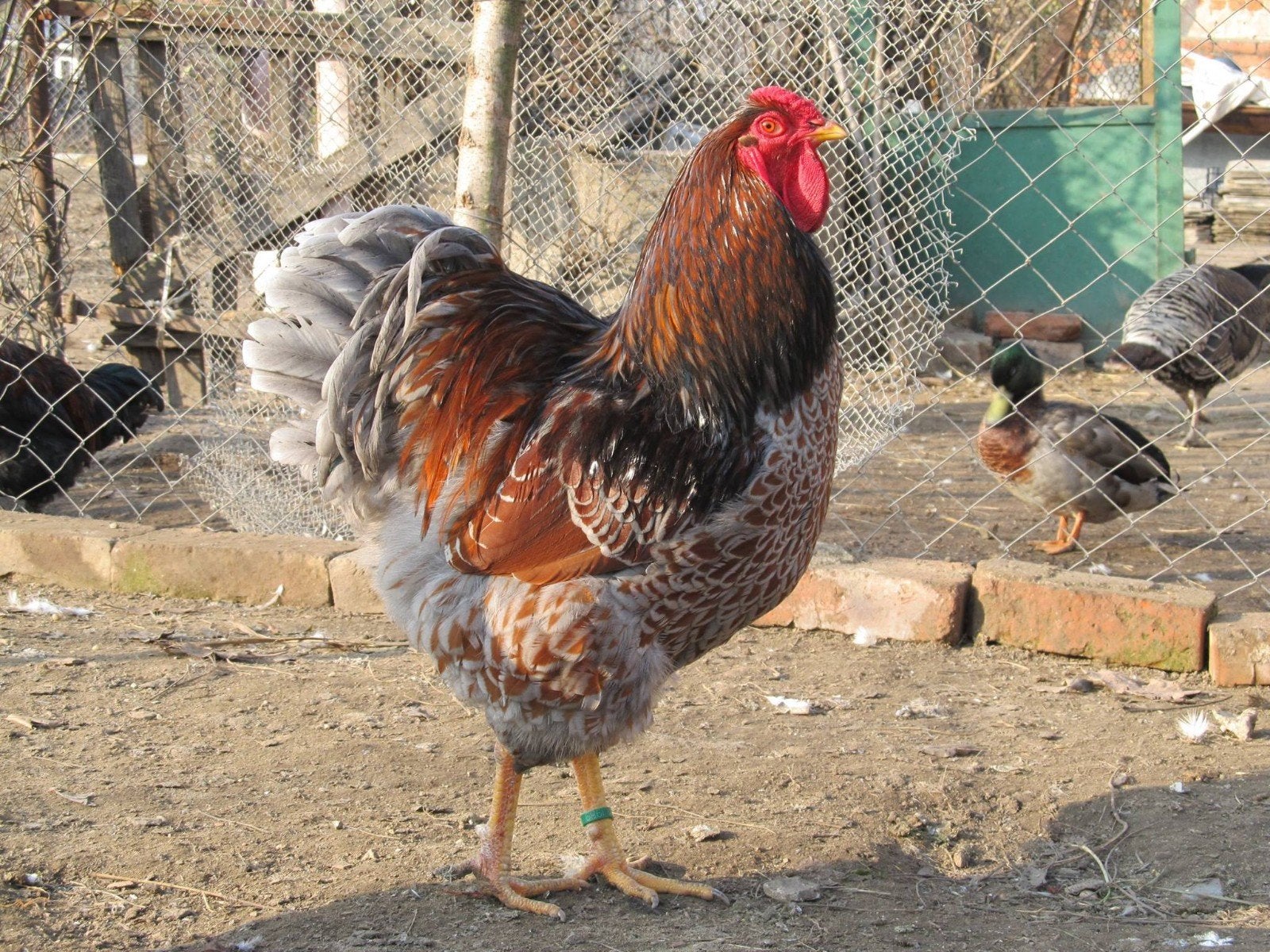 Gezocht: jonge blauwgezoomde Wyandotte haan, Dieren en Toebehoren, Pluimvee, Mannelijk, Kip