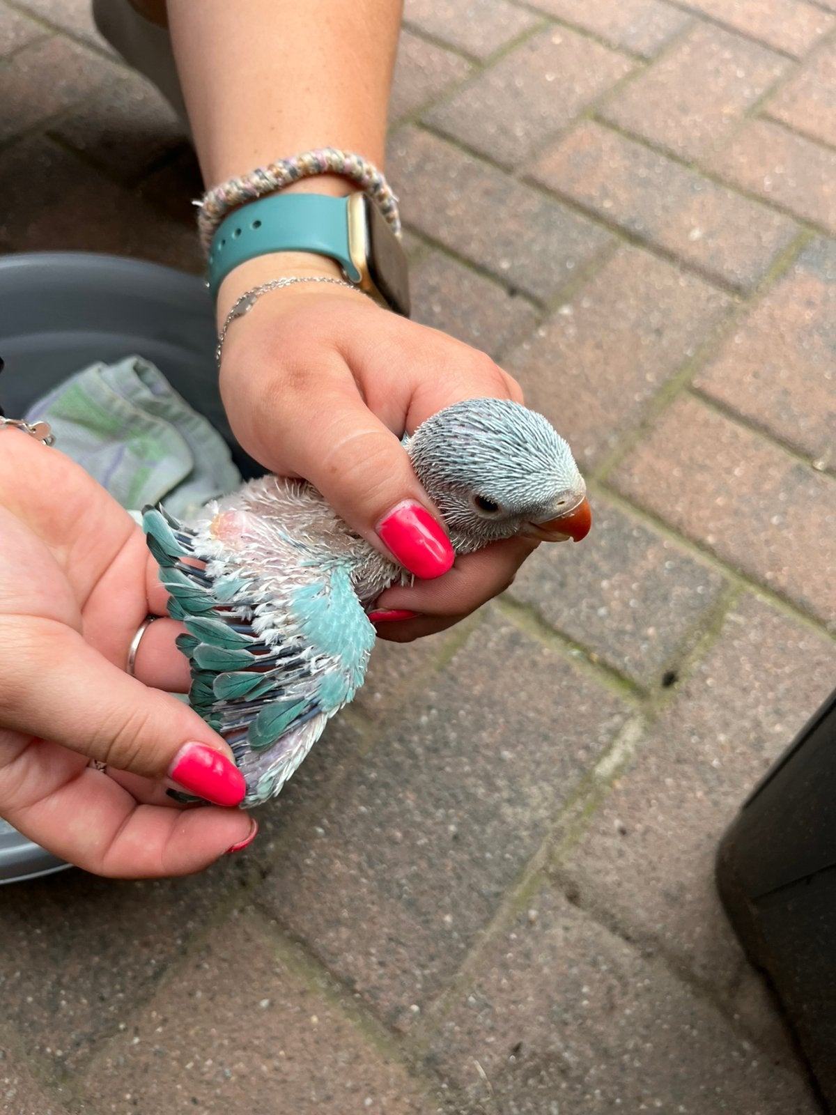 Halsbanden bleekstaart blauw, Meerdere dieren, Papegaai, Tam