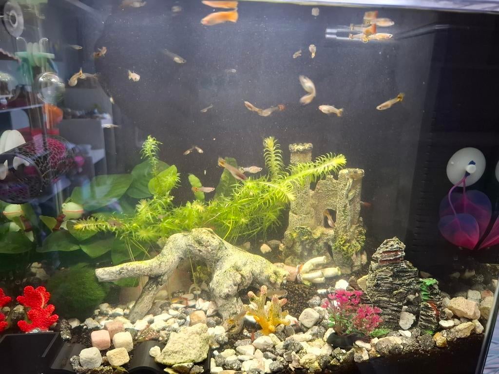 Te koop jonge guppe en garnalen, Dieren en Toebehoren, Vissen | Aquariumvissen, Kreeft, Krab of Garnaal