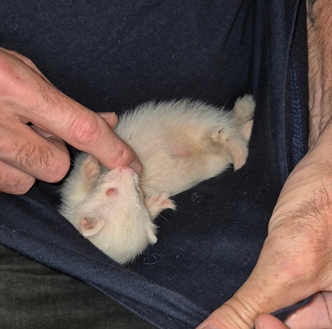 micro fretje (albino ) man, Mei, Mannelijk, Fret