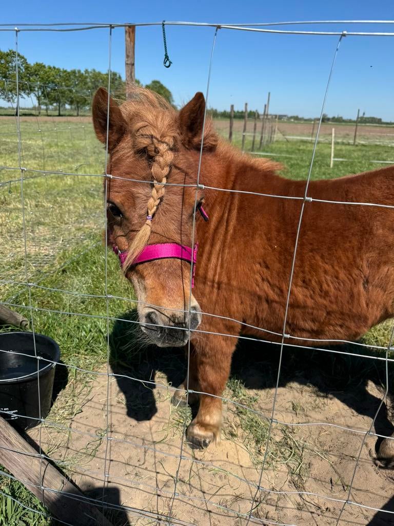Verzorg pony, Toebehoren, 1 paard of pony