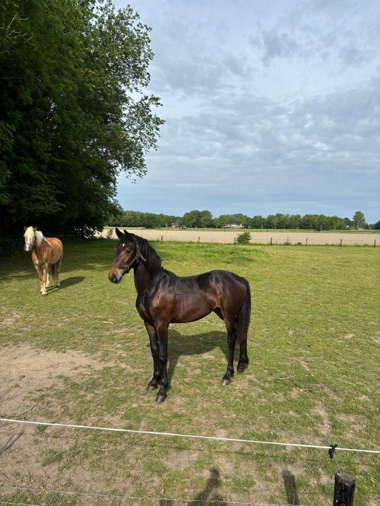 Jaarling merrie Fries x Tuiger, Merrie, Minder dan 160 cm, Met stamboom, Niet van toepassing