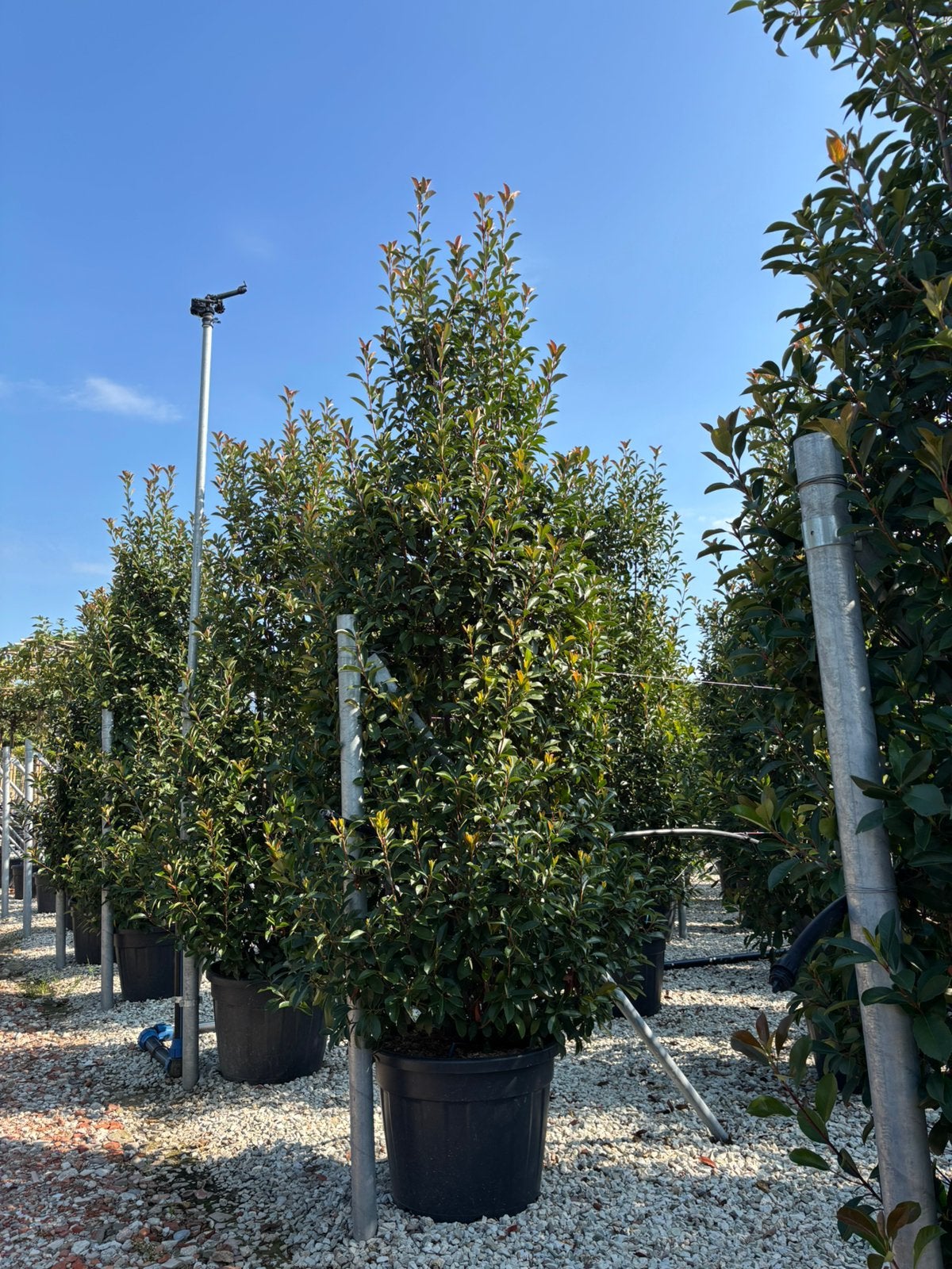 Photinia  fraseri ‘Red Robin’ – Struik, Tuin en Terras, Ophalen of Verzenden, Overige soorten, 100 tot 250 cm