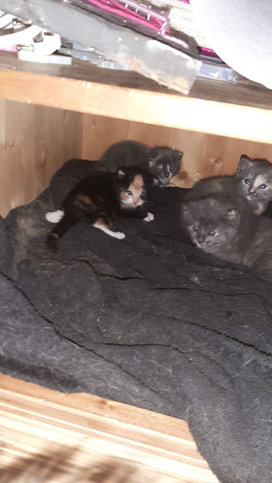 Hele mooie kittens, Meerdere dieren