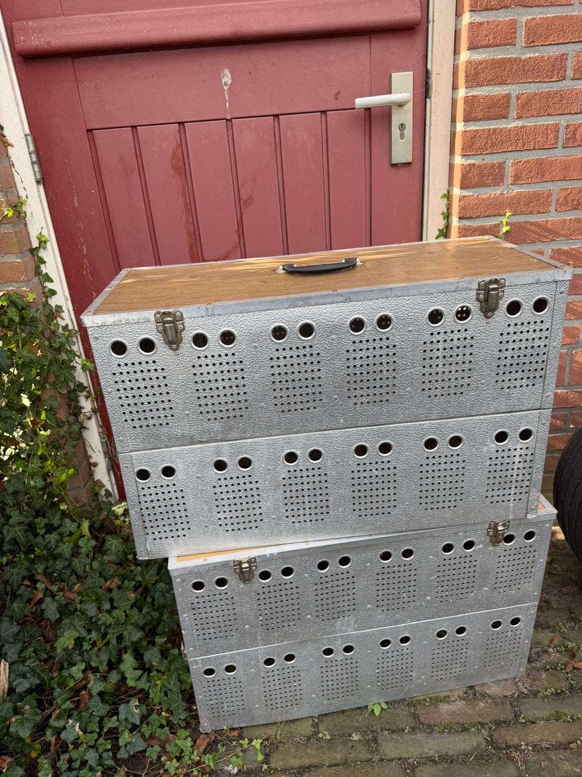 Duivenmanden duivenmand postduiven duif, Geslacht onbekend, Overige soorten