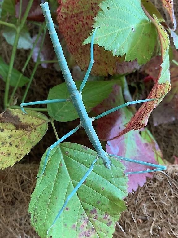 Eitjes wandelende tak: Medauroidea extradentata "Blue", Wandelende tak