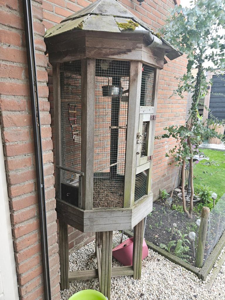 Gratis buiten kooi, Dieren en Toebehoren, Vogels | Kanaries, Mannelijk