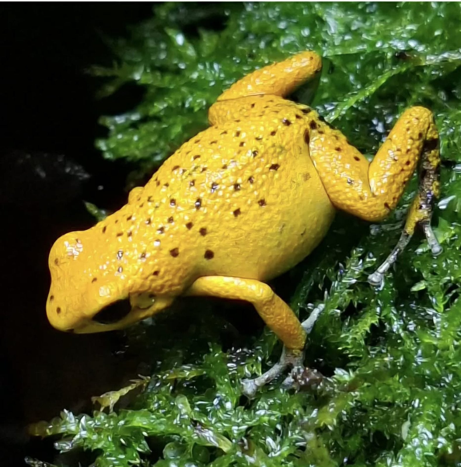 Oophaga pumilio bastimentos Red frog hill 1.1.1. Frog - unknown for sale from nicky wijgerde