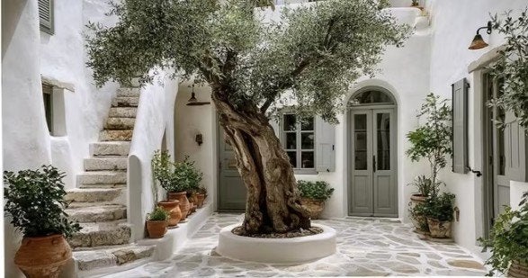 Tuinposter Olijfboom 360x180cm, ook andere maten/eigen foto, Tuin en Terras, Tuinwanddecoratie, Verzenden, Nieuw