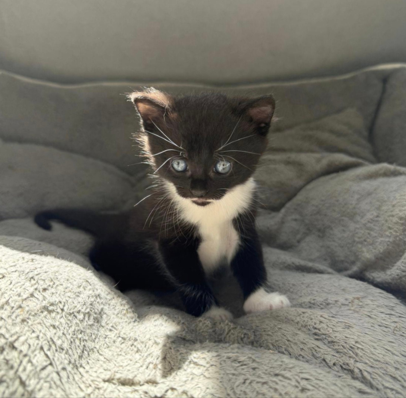 lieve kitten (poesje), Poes