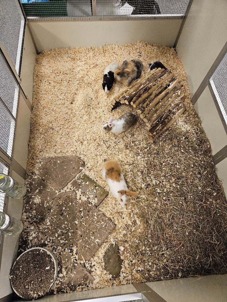 Mus porcellus Cavia, Dieren en Toebehoren, Januari, Meerdere dieren, Cavia