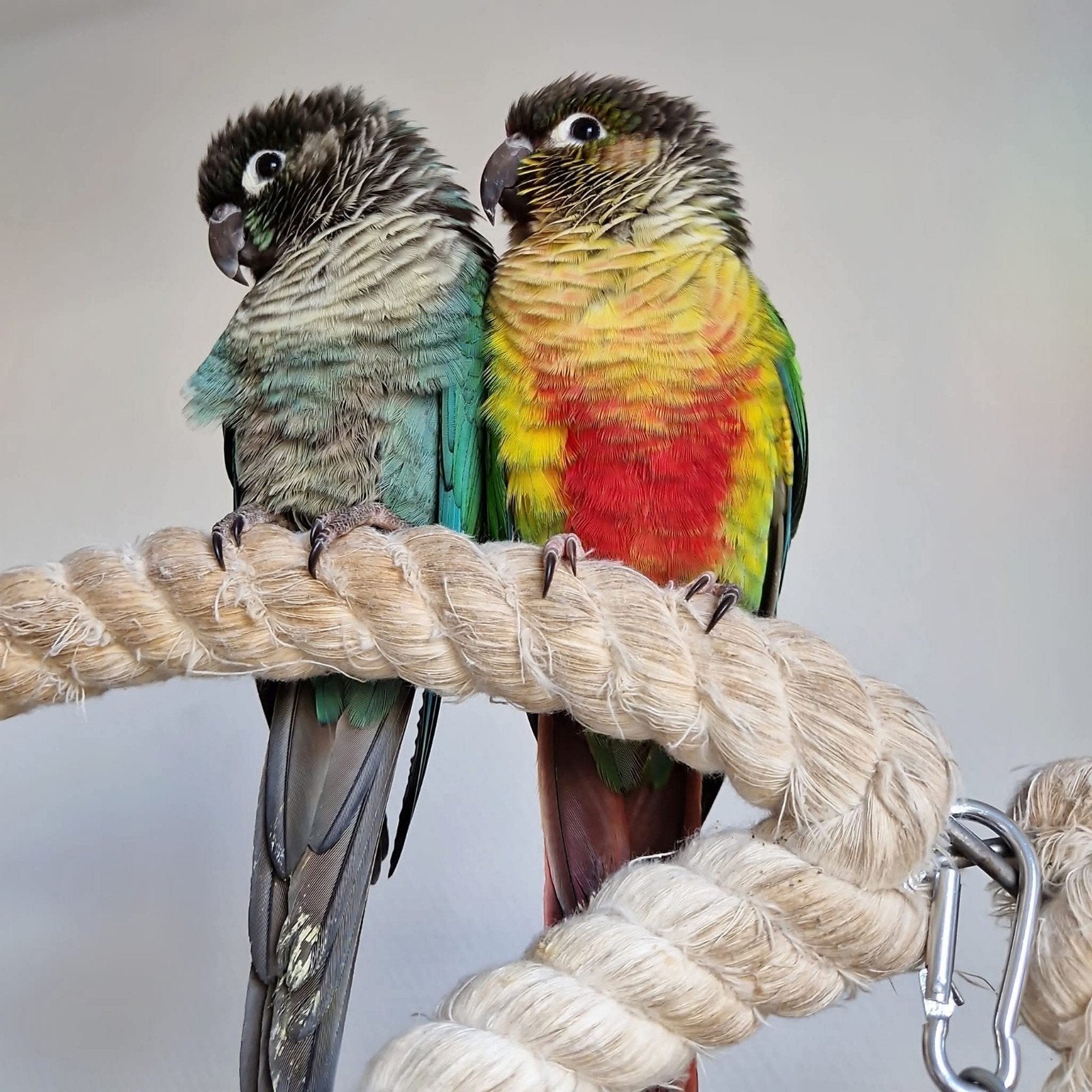 Parkieten & Papagaaien opvang!, Dieren en Toebehoren, Vogels | Parkieten en Papegaaien, Meerdere dieren, Parkiet