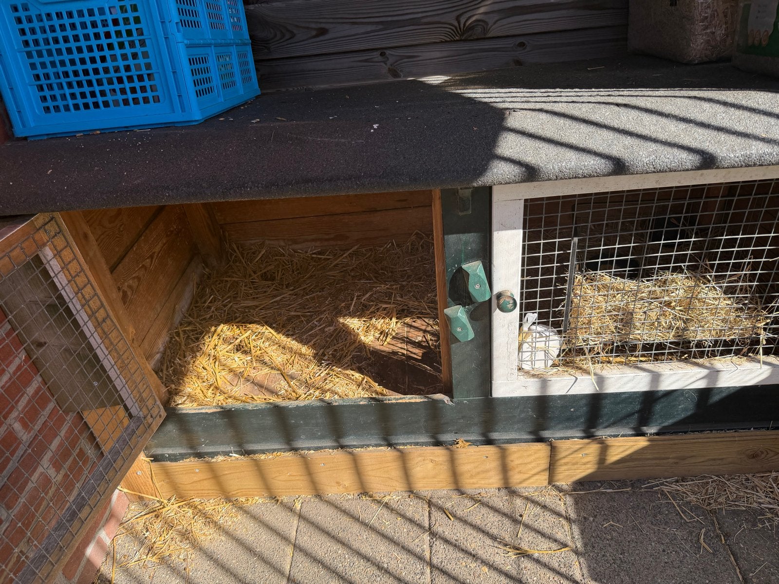 2 broertjes hangoorkonijnen, Dieren en Toebehoren, Mannelijk, Dwerg, Hangoor, 0 tot 2 jaar