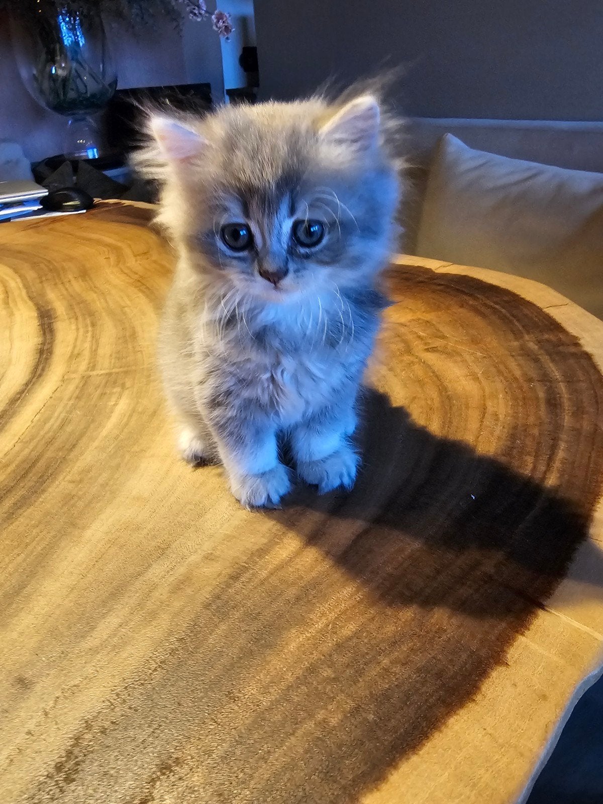 100% raszuivere Britse Korthaar kittens, Dieren en Toebehoren, Poes, Gechipt, 0 tot 2 jaar