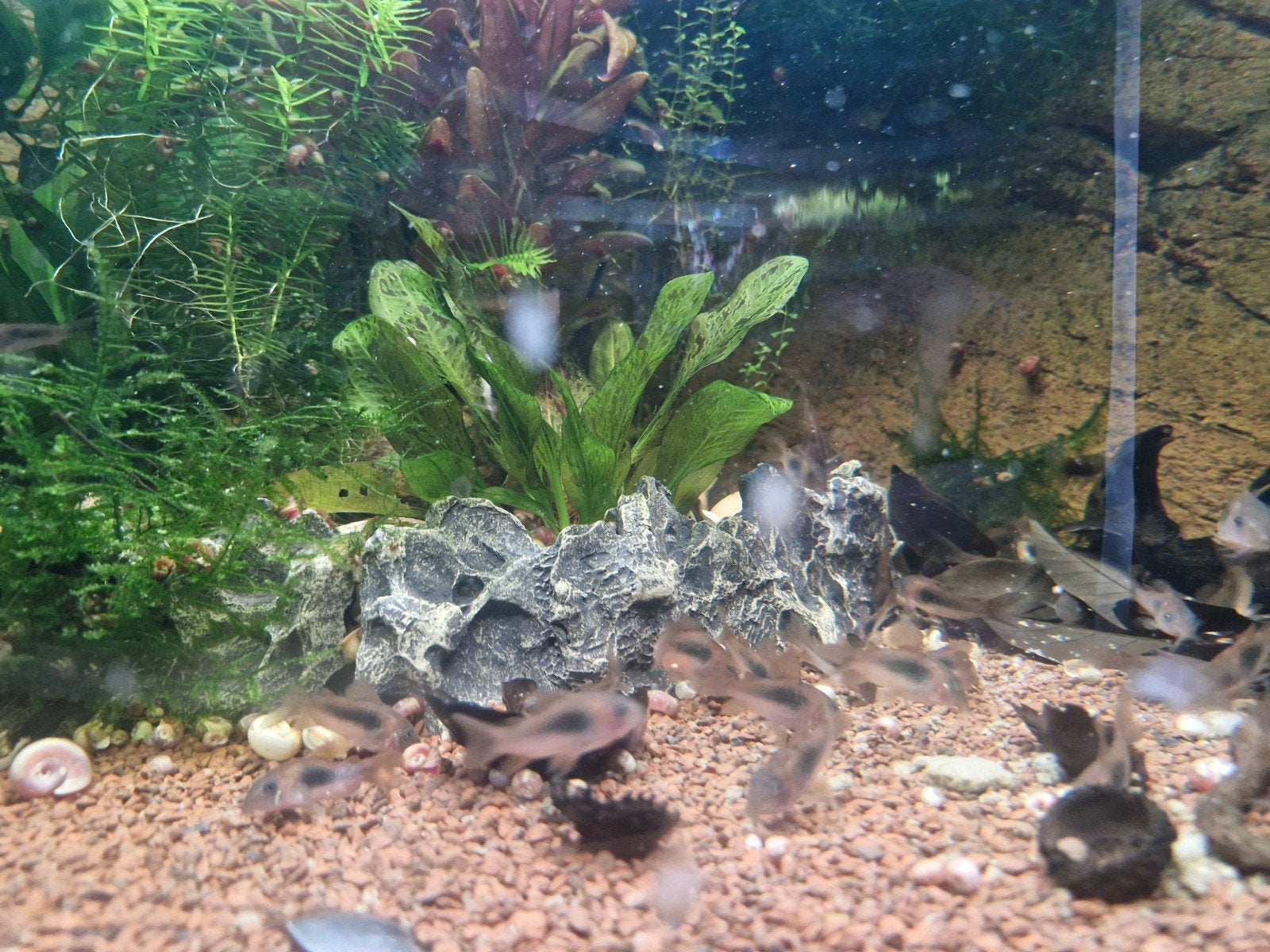 Corydoras Aeneus jonge vissen. 6 voor €10, Vis