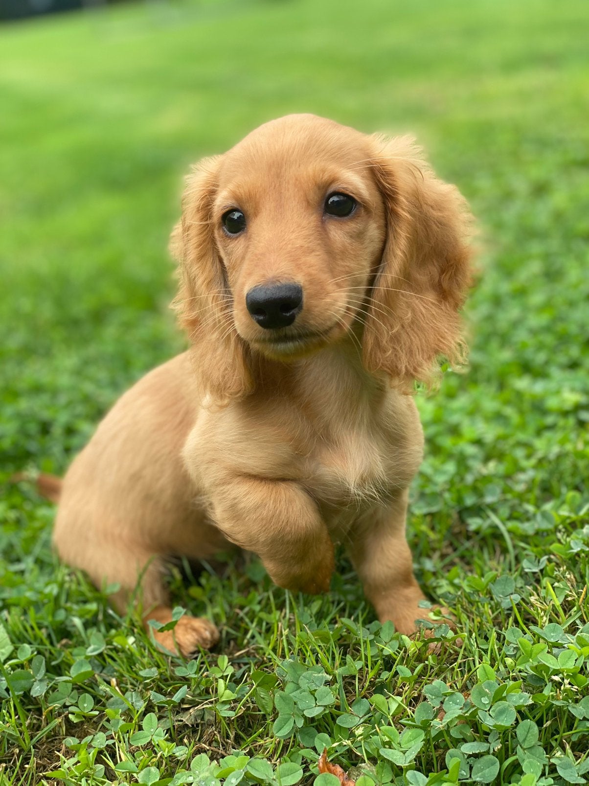 Kleurrijke langharige teckel pups, Parvo, 8 tot 15 weken, Dwerg, Langhaar